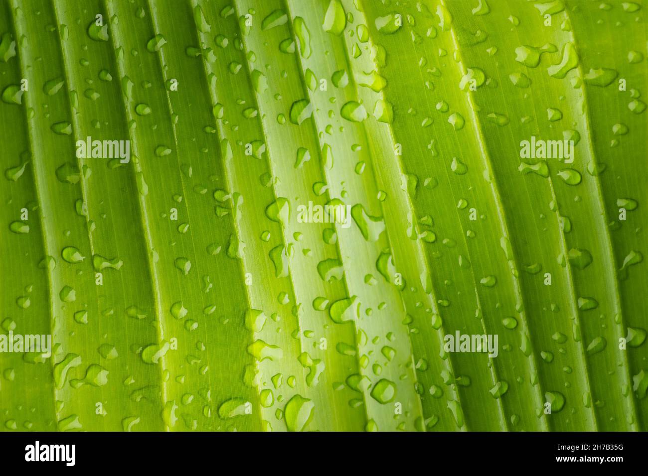 Raindrops on a banana tree leaf. Summer background, nature Stock Photo