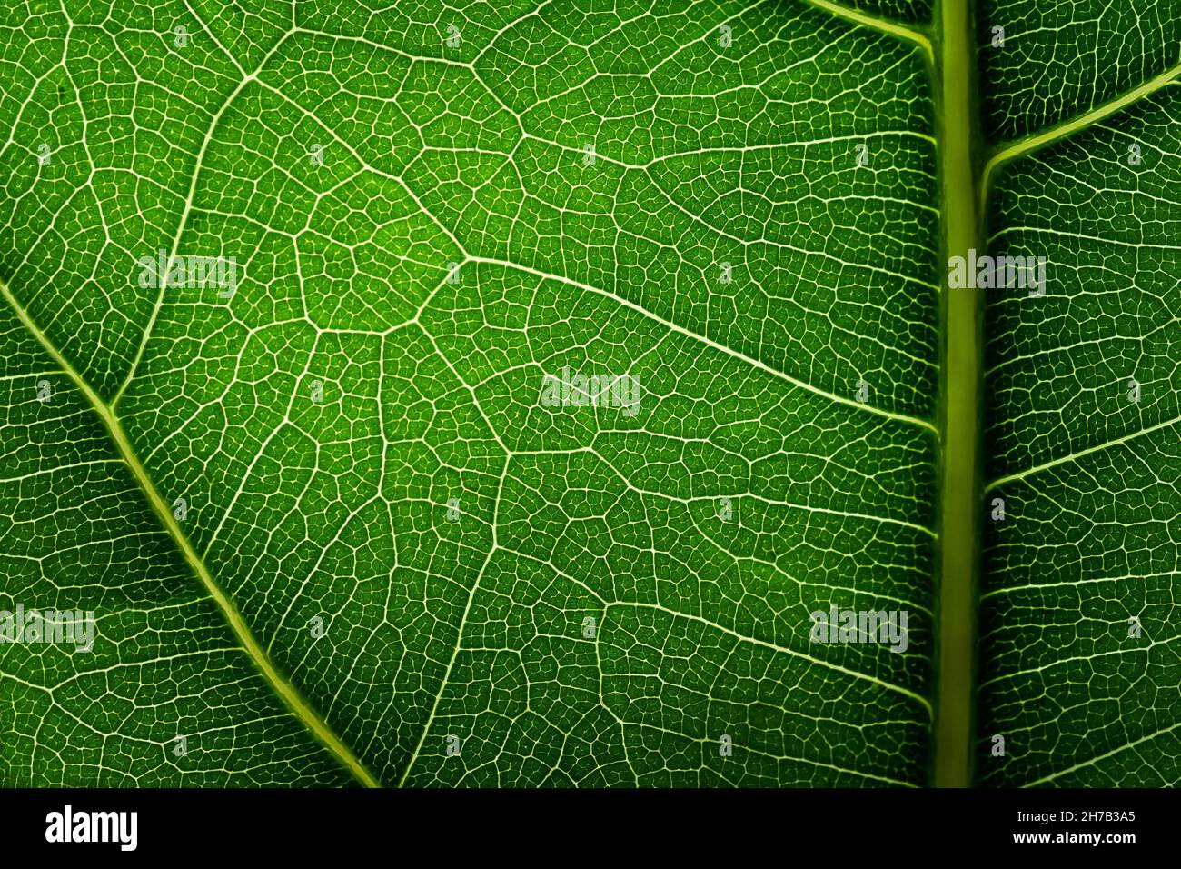 Green leaf texture. Veins on nature background Stock Photo - Alamy