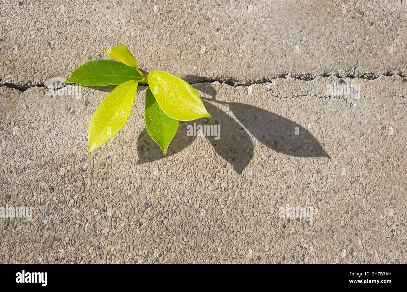 Plant sprout in the cracked asphalt. The plant is green, young ficus sprouted in the crack. Stock Photo