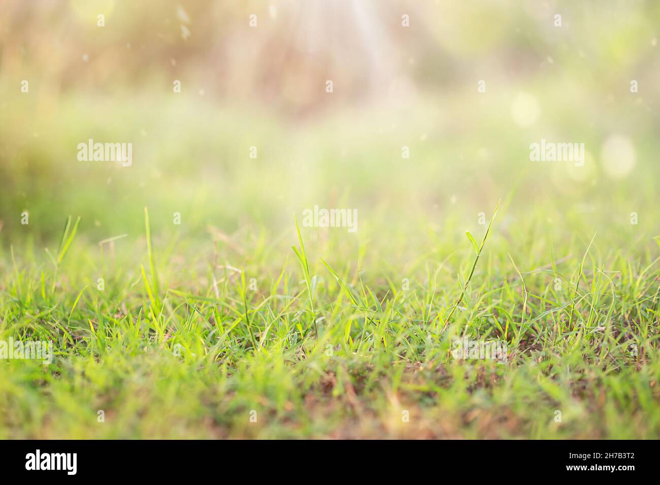 Natural background. Green grass on a field with sun rays Stock Photo ...
