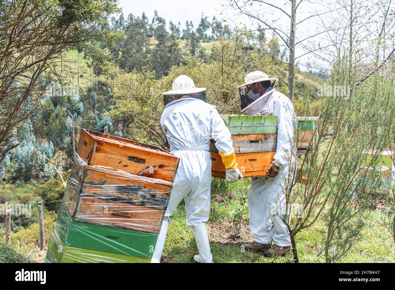 Two male beekeepers carry honeycombs in the field Stock Photo