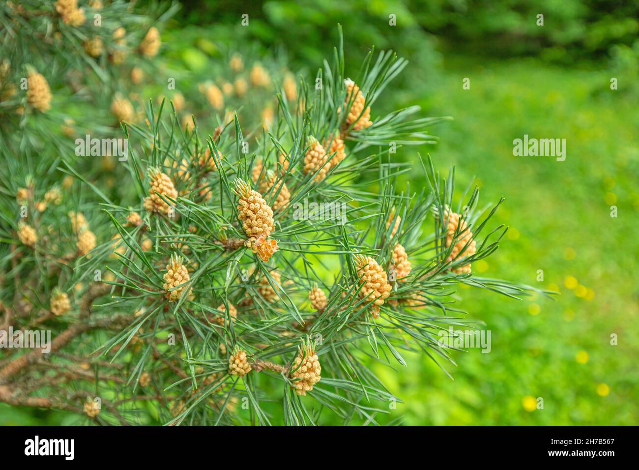 Blooming pine with pollen and young cones on branches in spring Stock Photo