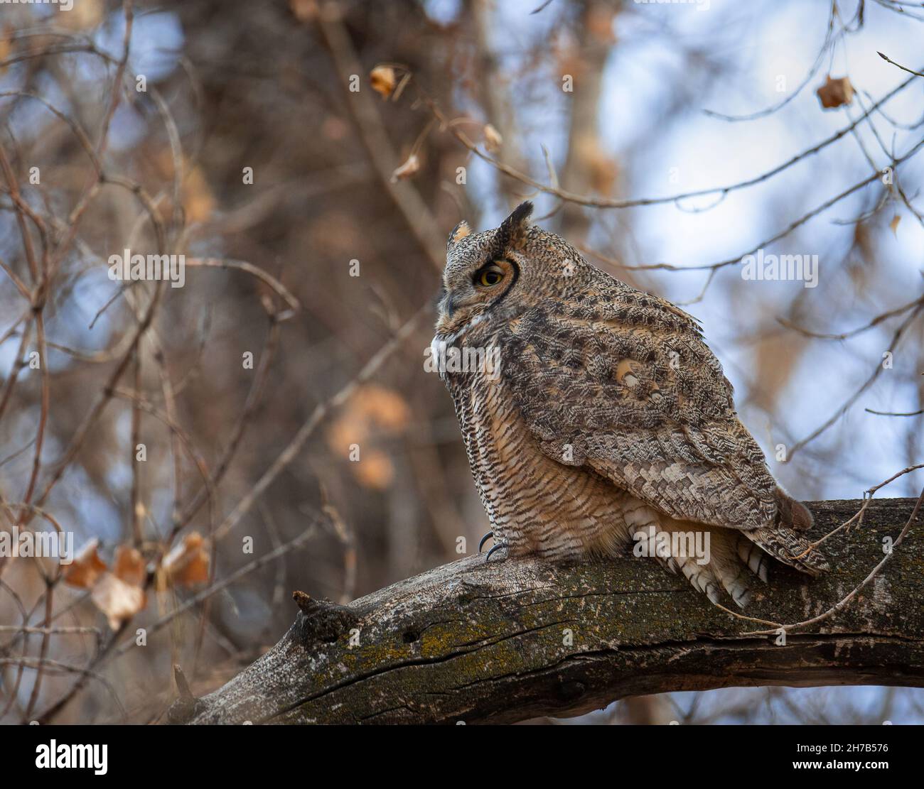Great horned owl adult perched roosting during overcast day Colorado,USA Stock Photo