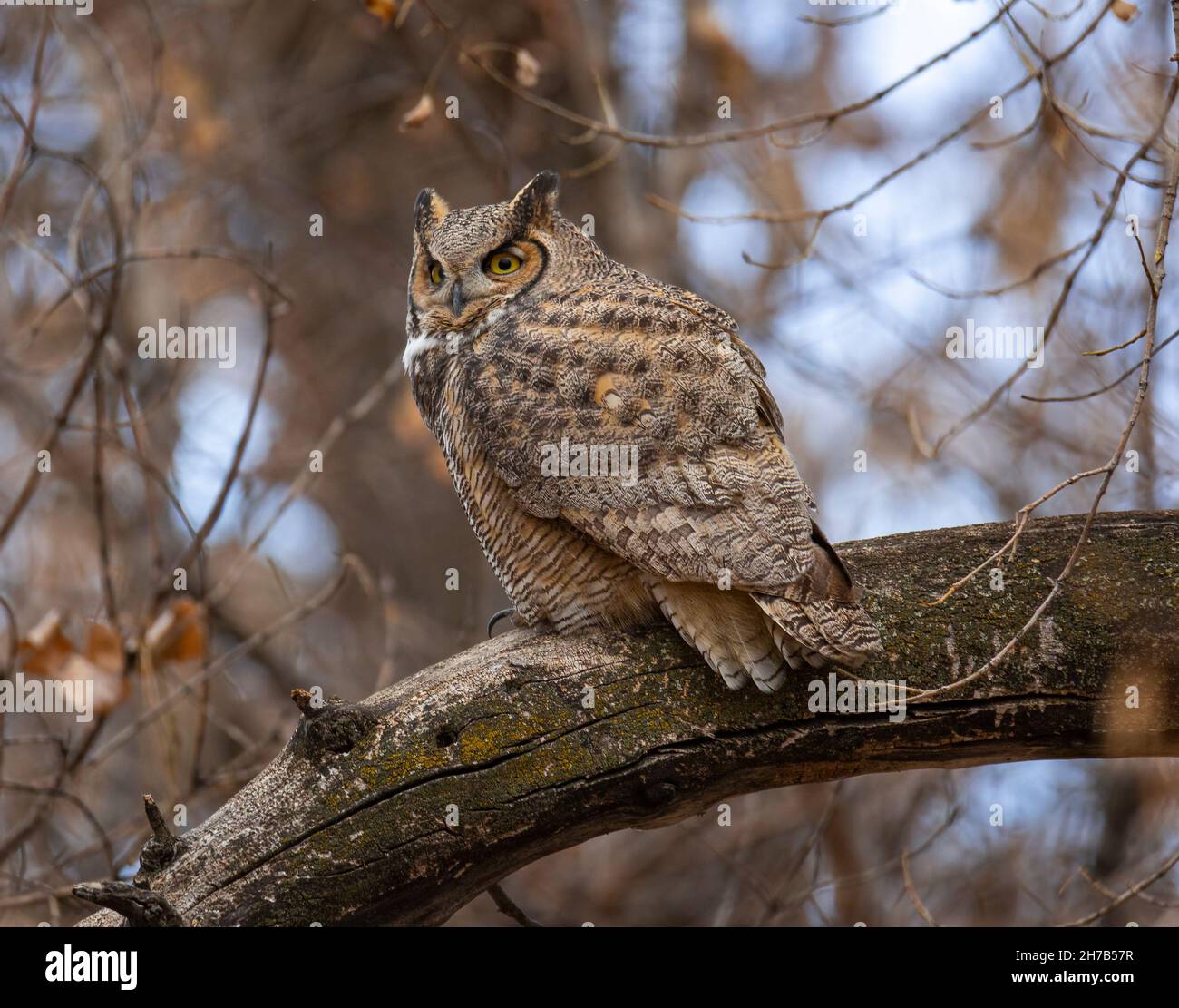 Great horned owl adult perched roosting during overcast day Colorado,USA Stock Photo