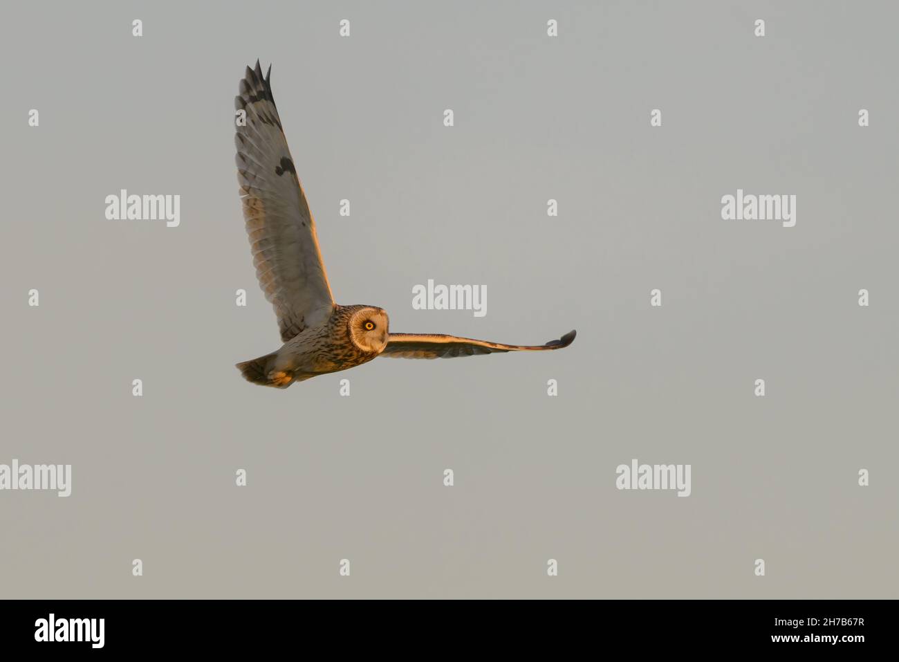 Short-eared owl flying above against grey winter sky at dusk France Stock Photo