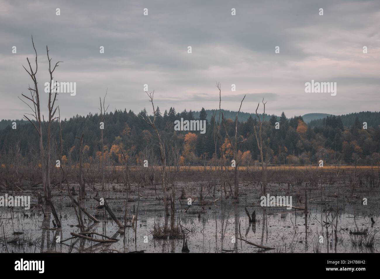 Swamp with Dead Trees on a Background of Autumn Forest on a Hill. Autumn season background concept Stock Photo