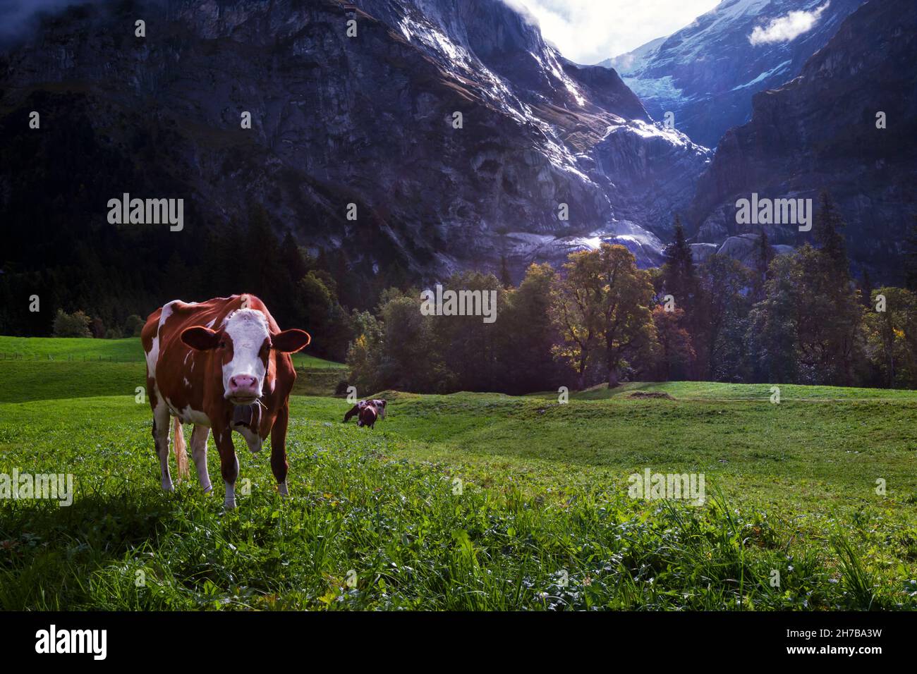Funny Swiss cow posing in the most beautiful pasture on earth, located ...