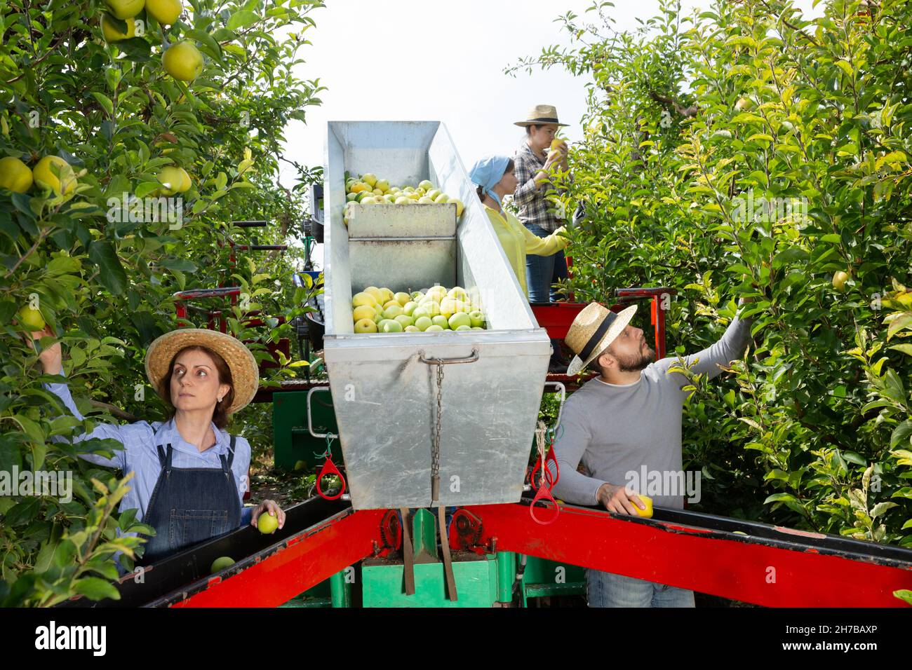 Farmers working on harvesting platform Stock Photo