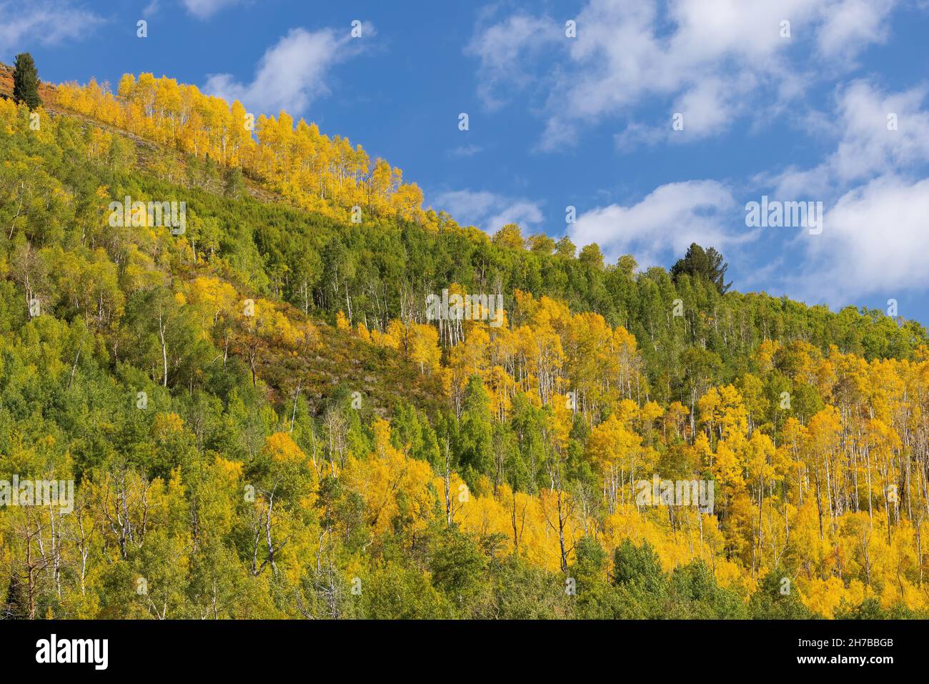 Quaking aspen changing color in autumn, Big Cottonwood Canyon, Wasatch Mountains, Utah Stock Photo