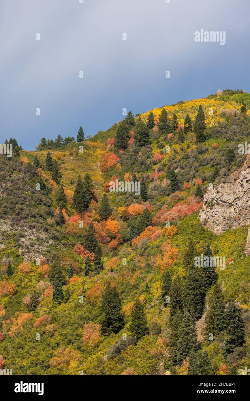 Fall foliage on a hillside, Big Cottonwood Canyon, Wasatch Mountains, Utah Stock Photo