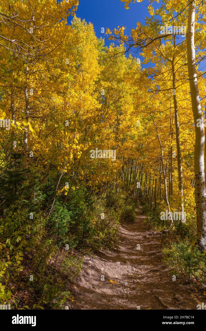 Trail through quaking aspen in autumn, Big Cottonwood Canyon, Wasatch Mountains, Utah Stock Photo