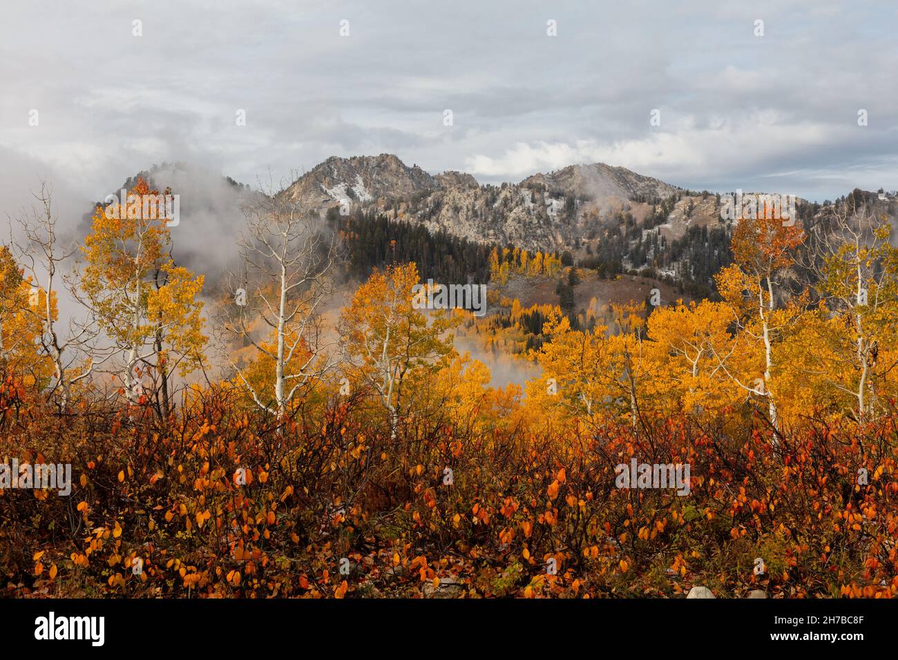 Fall foliage, Big Cottonwood Canyon, Wasatch Mountains, Utah Stock Photo