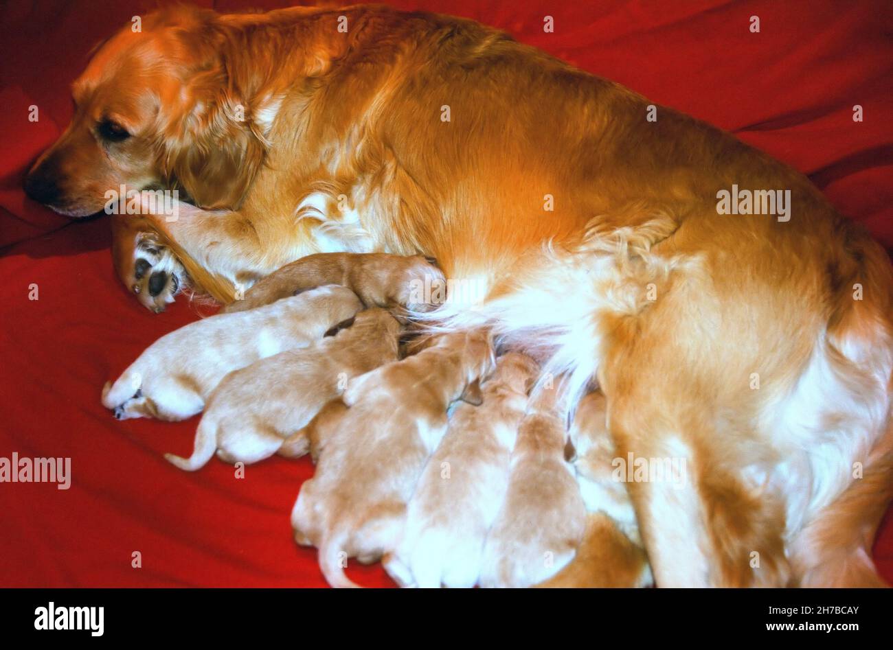 Adorable mother Golden Retriever feeding her puppies with milk laying