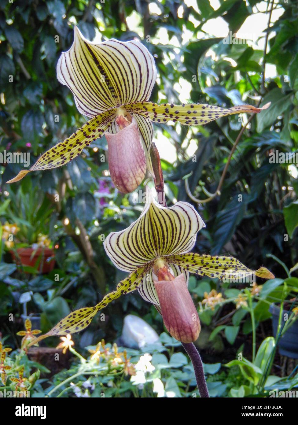 Selective focus shot of a paphiopedilum ciliolare flowering plant growing in the garden Stock Photo
