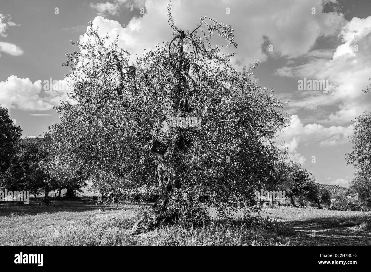 Big old tree Black and White Stock Photos & Images - Alamy