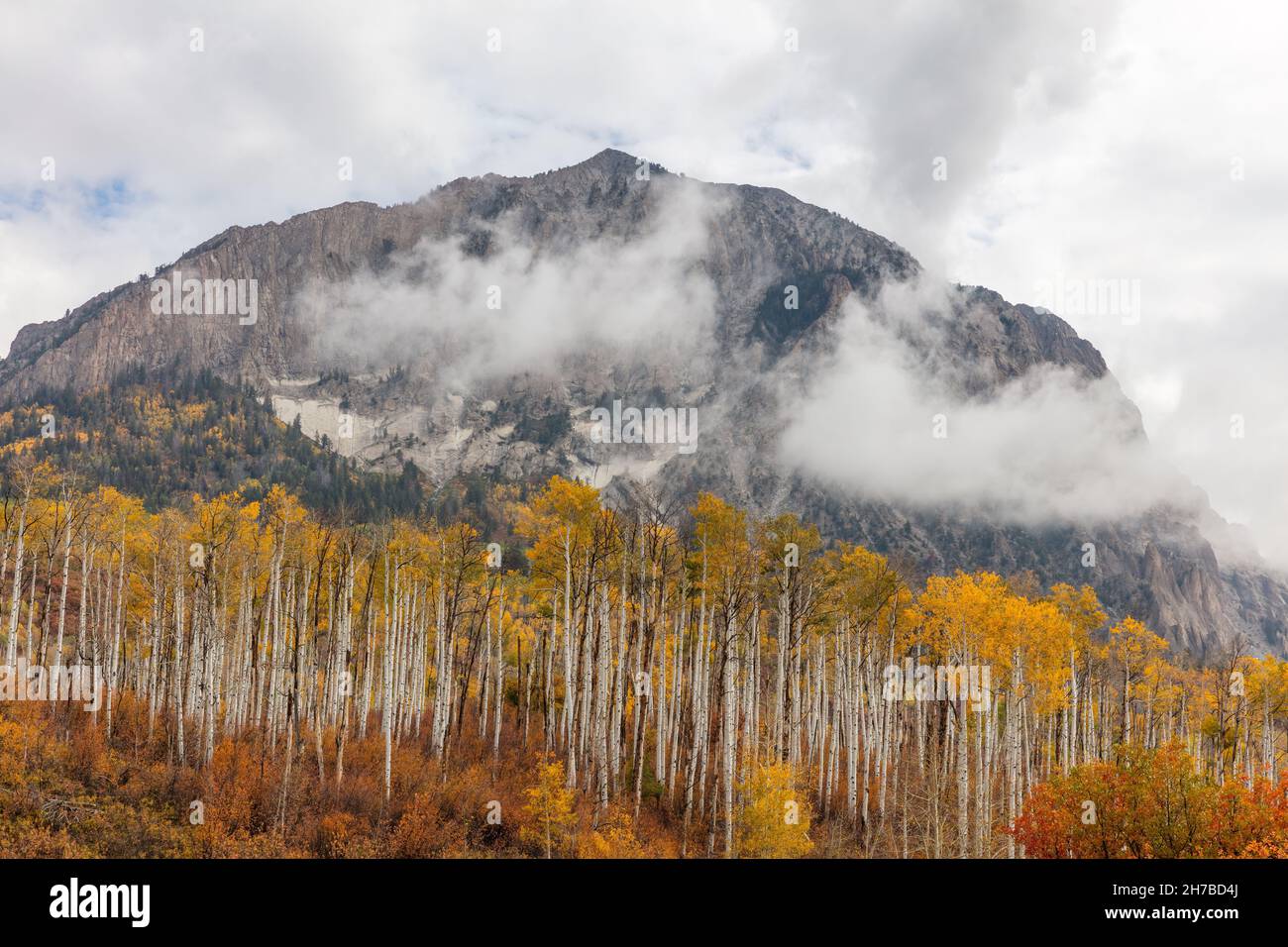 Marcellina Mountain with quaking aspen in fall, Kebler Pass Road, Gunnison National Forest, Colorado Stock Photo