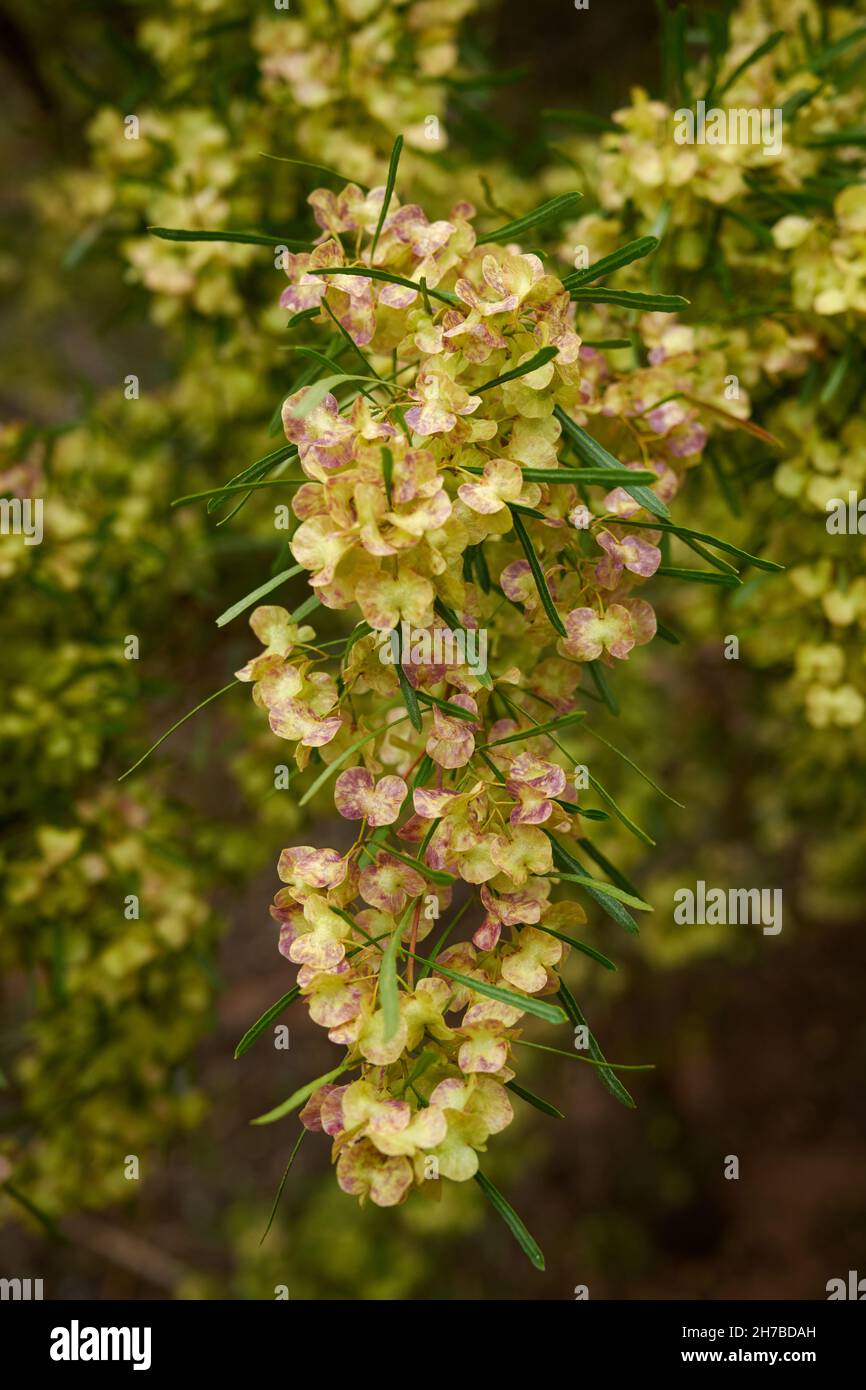 Fruiting vessels on a Dodonaea viscosa plant growing in semi-arid region of Australia. This sub species has a common name of Narrow-Leaf Hop Bush. Stock Photo