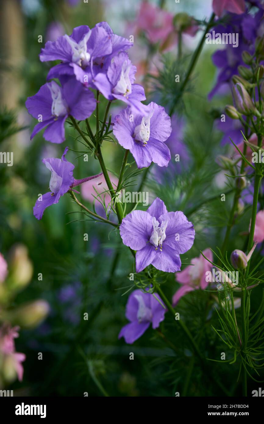 Part of a single stem of Larkspur flowers growing amongst masses of other Larkspurs in a garden seting. Soft image with only one flower fully sharp. Stock Photo