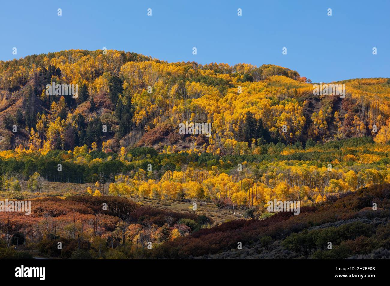 Aspens in autumn along Big Cimarron Road, Montrose County, Colorado Stock Photo