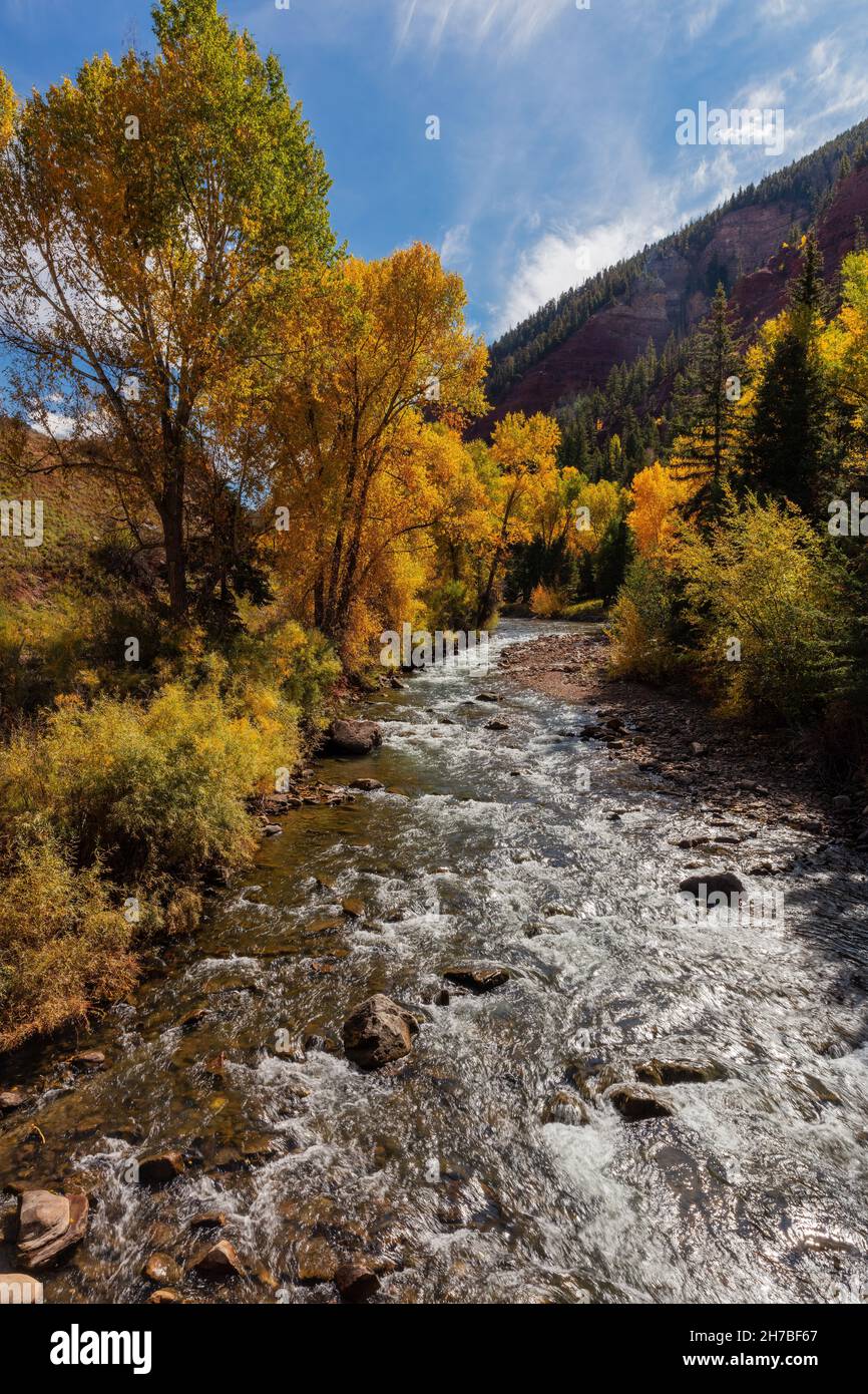 Cottonwood trees line the San Miguel River near Telluride in the autumn, Colorado Stock Photo
