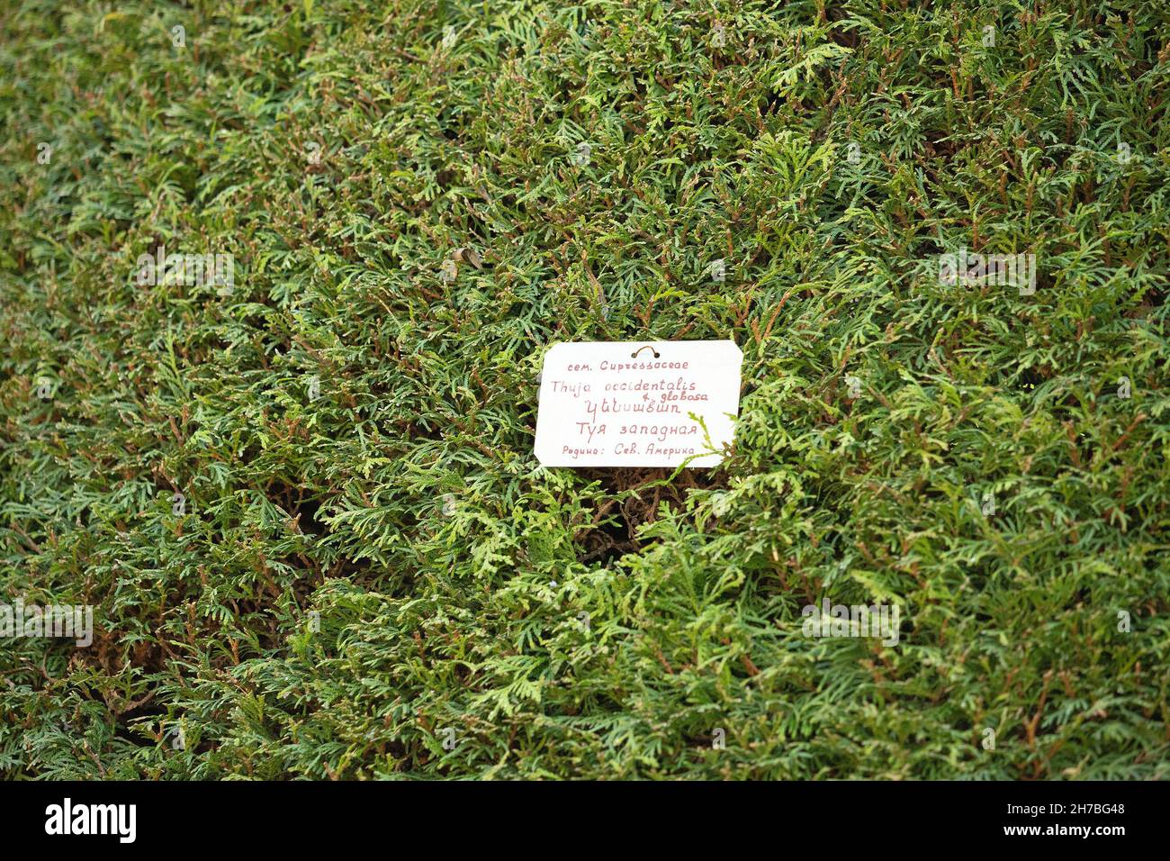 a plaque with the inscription Thuja Occidentalis and with the Latin name of the plant genus in the botanical garden Stock Photo
