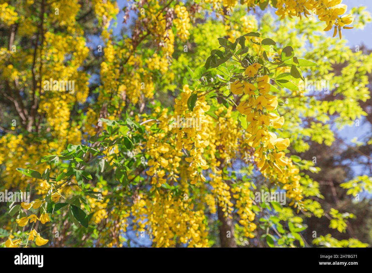 Siberian Peashrub or Caragana arborescens is a tree-like shrub that blooms in spring with beautiful yellow flowers in the garden or park Stock Photo