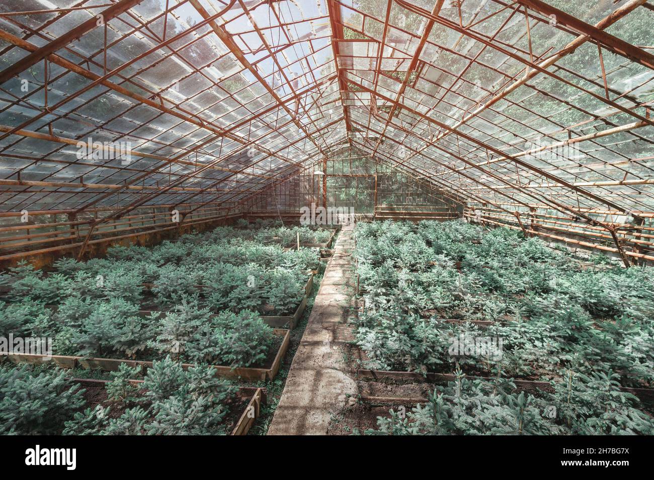 Growing young firs and pines and other coniferous trees in a nursery in an old vintage greenhouse Stock Photo
