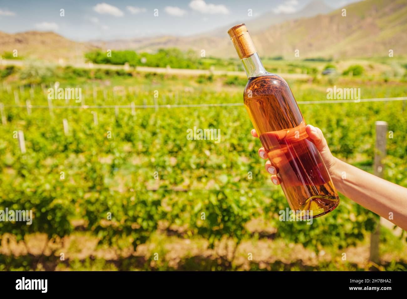Happy woman with a bottle of grappa or cognac on the background of a vineyard. Strong alcohol spirits from the richest grape varieties Stock Photo