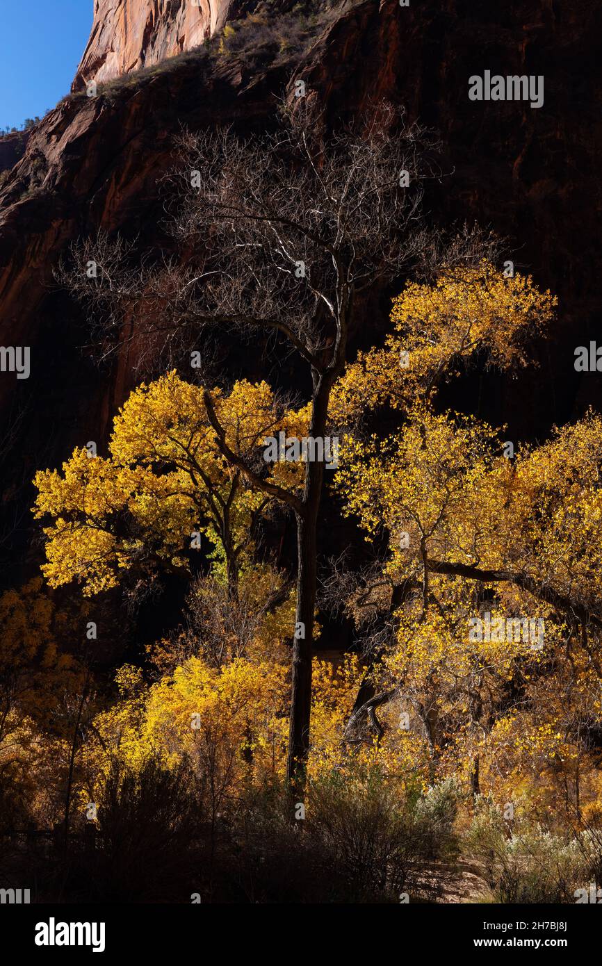 Backlit cottonwood trees in Zion Canyon in autumn, Zion National Park, Utah Stock Photo
