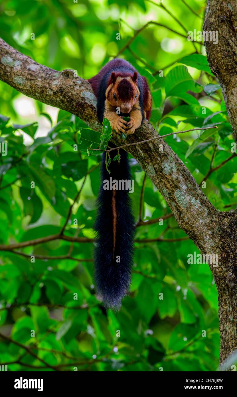 The Indian giant squirrel, or Malabar giant squirrel, is a large tree squirrel species in the genus Ratufa native to forests and woodlands in India. Stock Photo