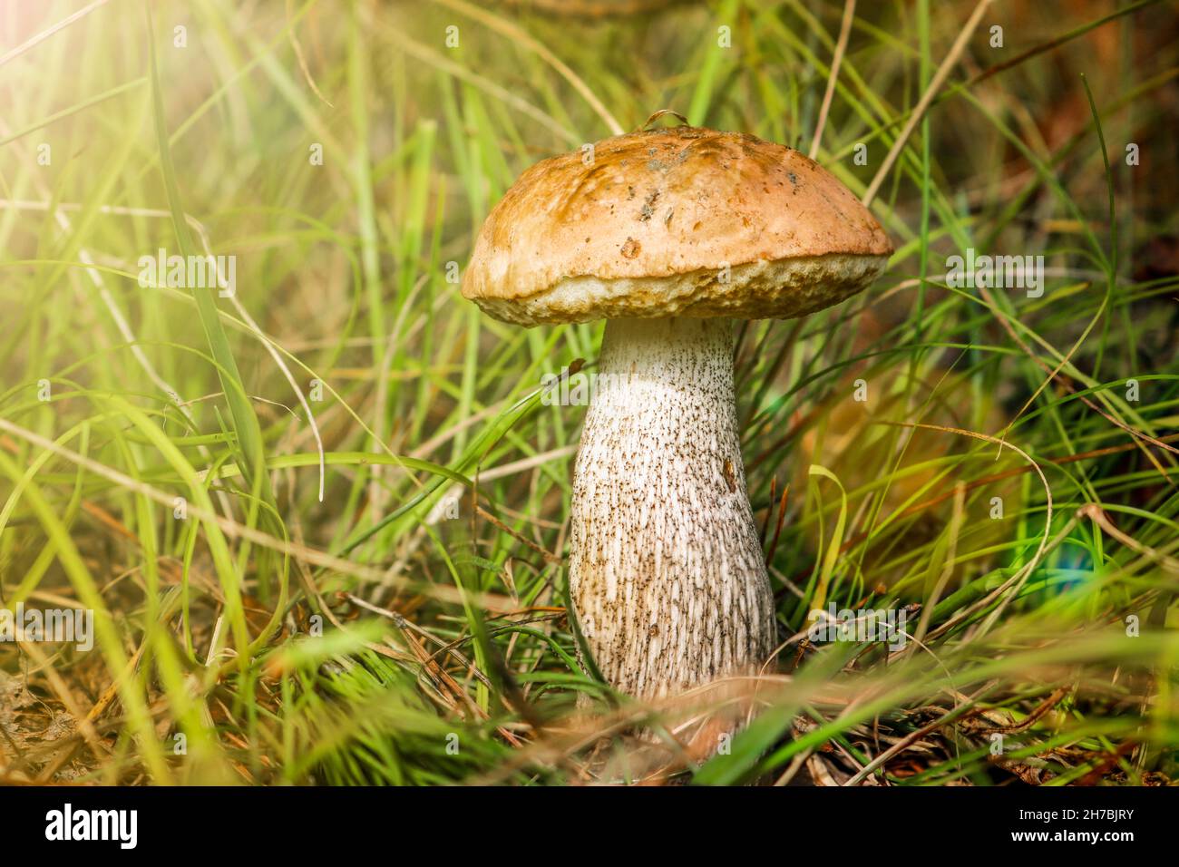 Luxurious young boletus mushroom (Leccinum scabrum) in the grass low angle view. Birch bolete with a brown cap is an edible mushroom. Stock Photo