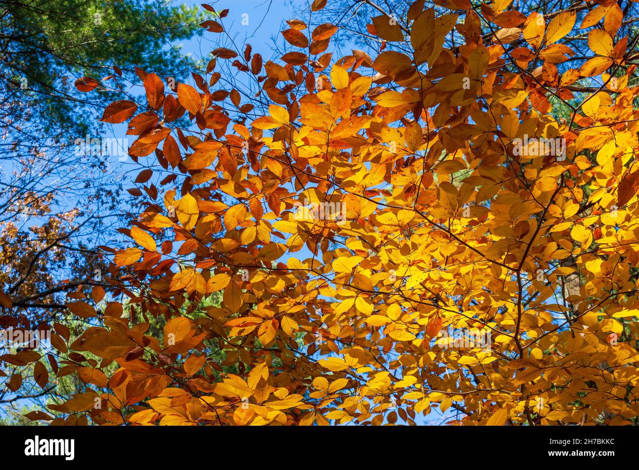 Twigs of an American beech tree (Fagus grandifolia) in peak fall foliage, with leaves in shades of yellow. Assabet River National Wildlife Refuge, MA Stock Photo