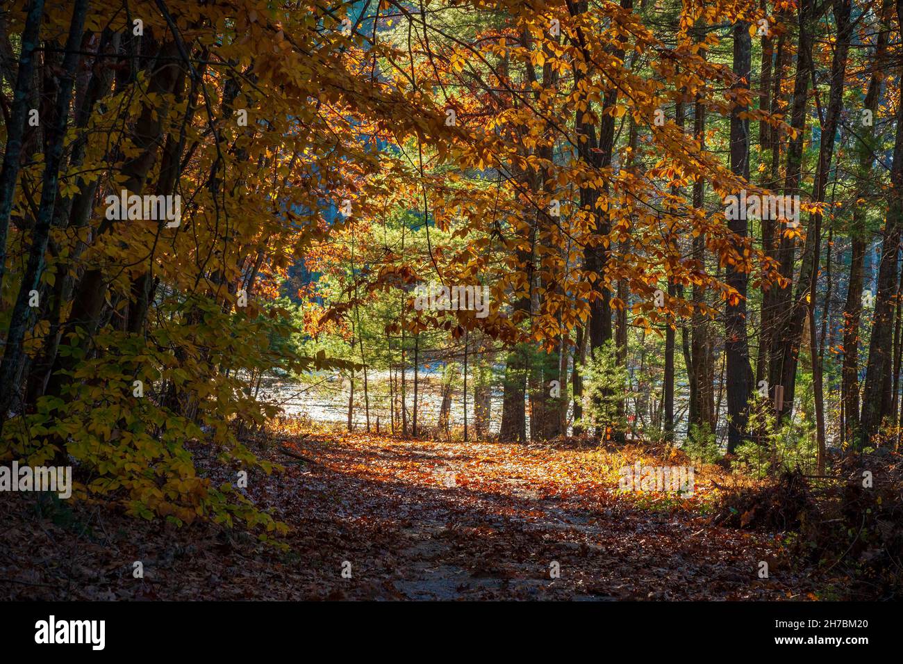 Path through a scenic beech-white pine forest. Foliage in fall colors, by a lake. Winterberry Way, Assabet River National Wildlife Refuge, Sudbury, MA Stock Photo
