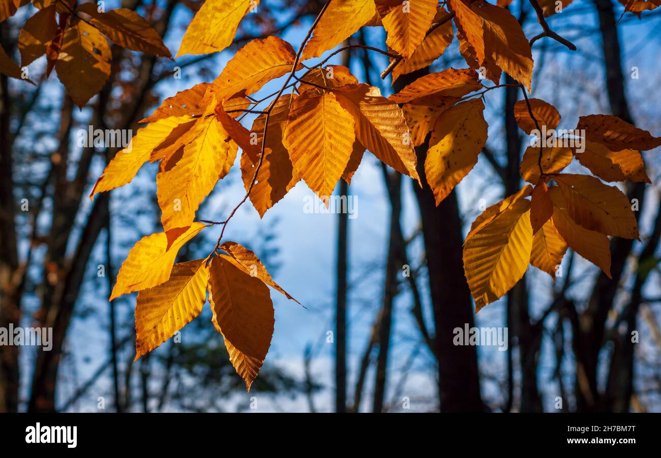 An American beech tree (Fagus grandifolia) in peak fall foliage. Twig with leaves in shades of yellow. Assabet River National Wildlife Refuge, Sudbury Stock Photo
