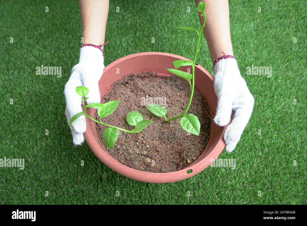 Woman holding a pot of new planted green vegetables. Self sufficient concept. Top view. Stock Photo