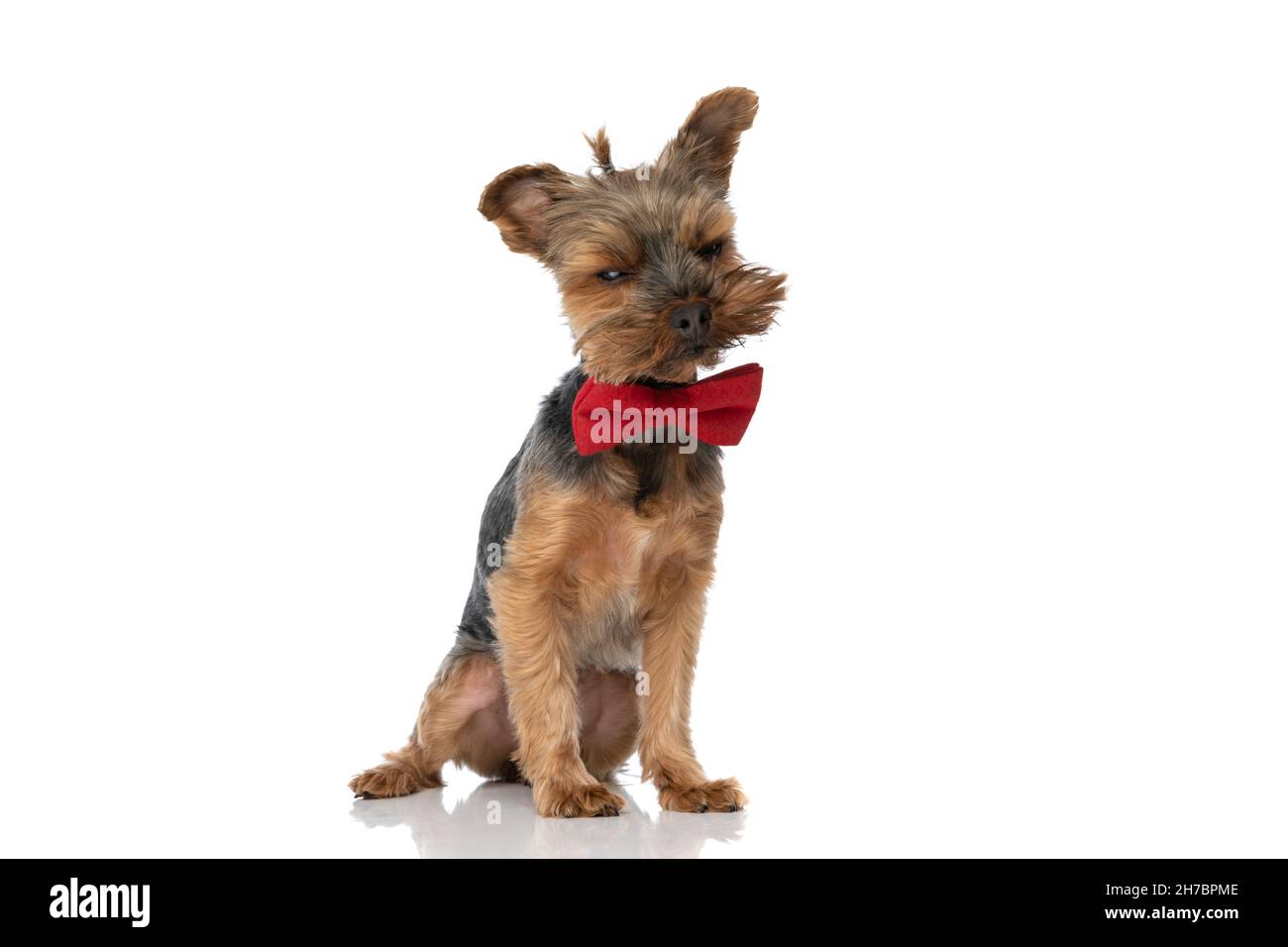 beautiful yorkshire terrier dog feeling grumpy and wearing a red bowtie ...