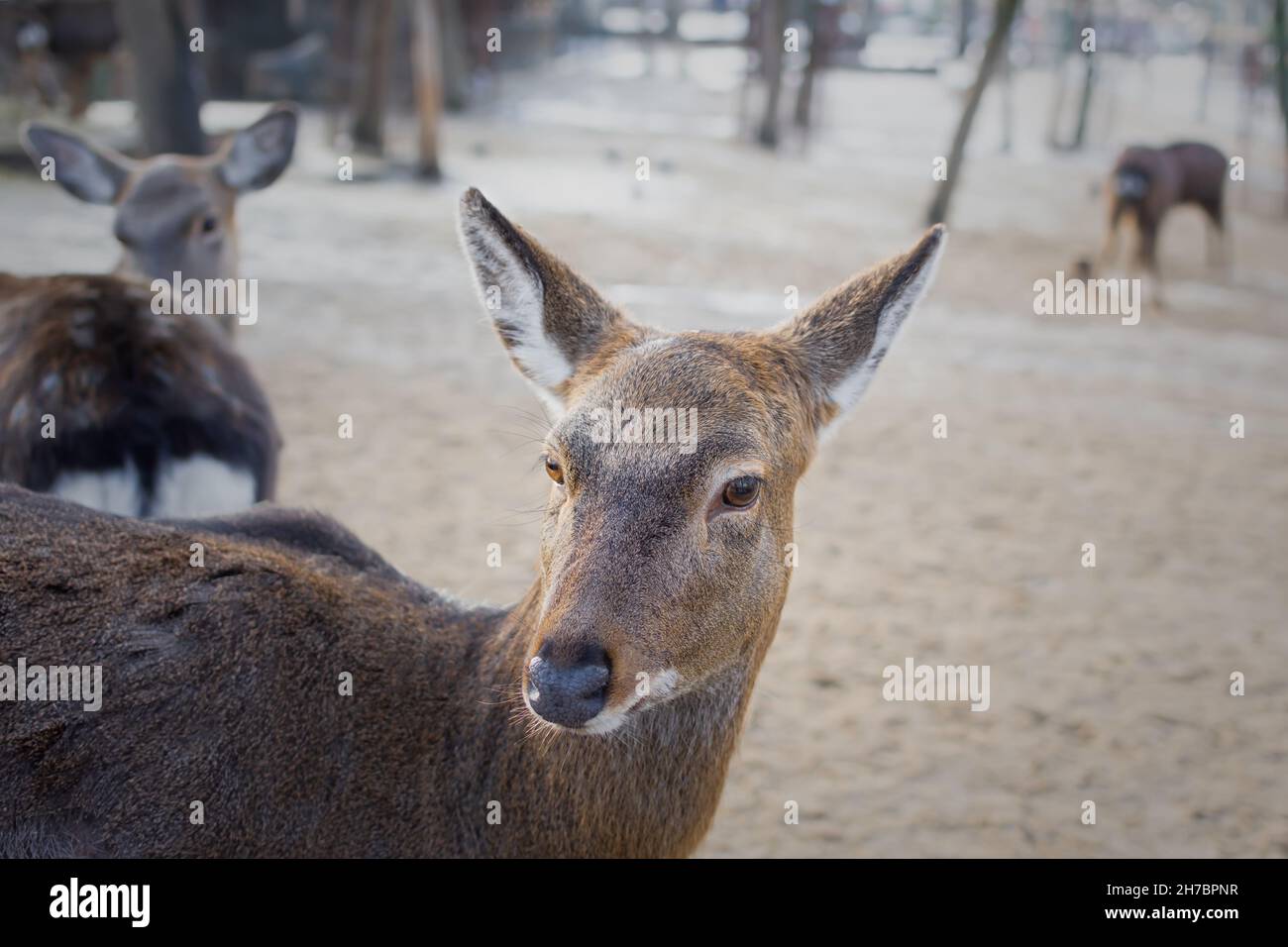 Young deer close-up. Breeding and breeding of wild animals in nature reserves. Looks directly into the camera. Soft focus blurry background. Neutral c Stock Photo