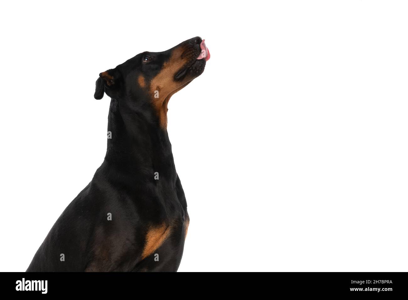 hungry dobermann dog in a side view position looking up and licking ...