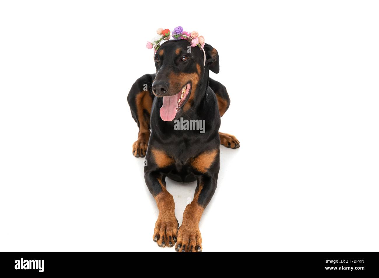 happy dobermann dog with flowers headband laying down and panting on white background in studio