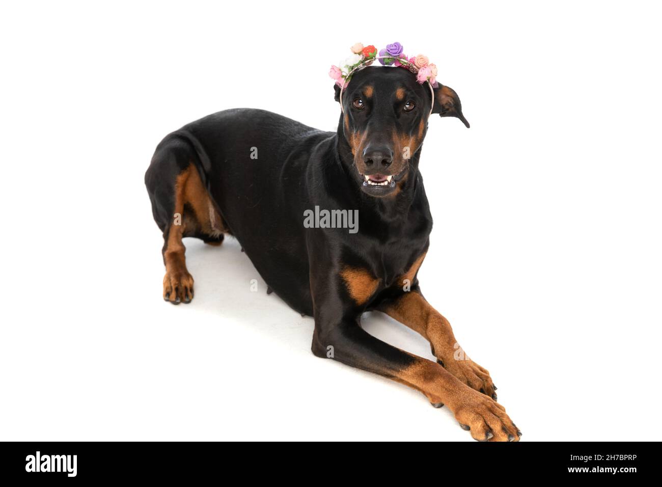 adorable dobermann puppy with flowers headband looking up, panting while laying down isolated on