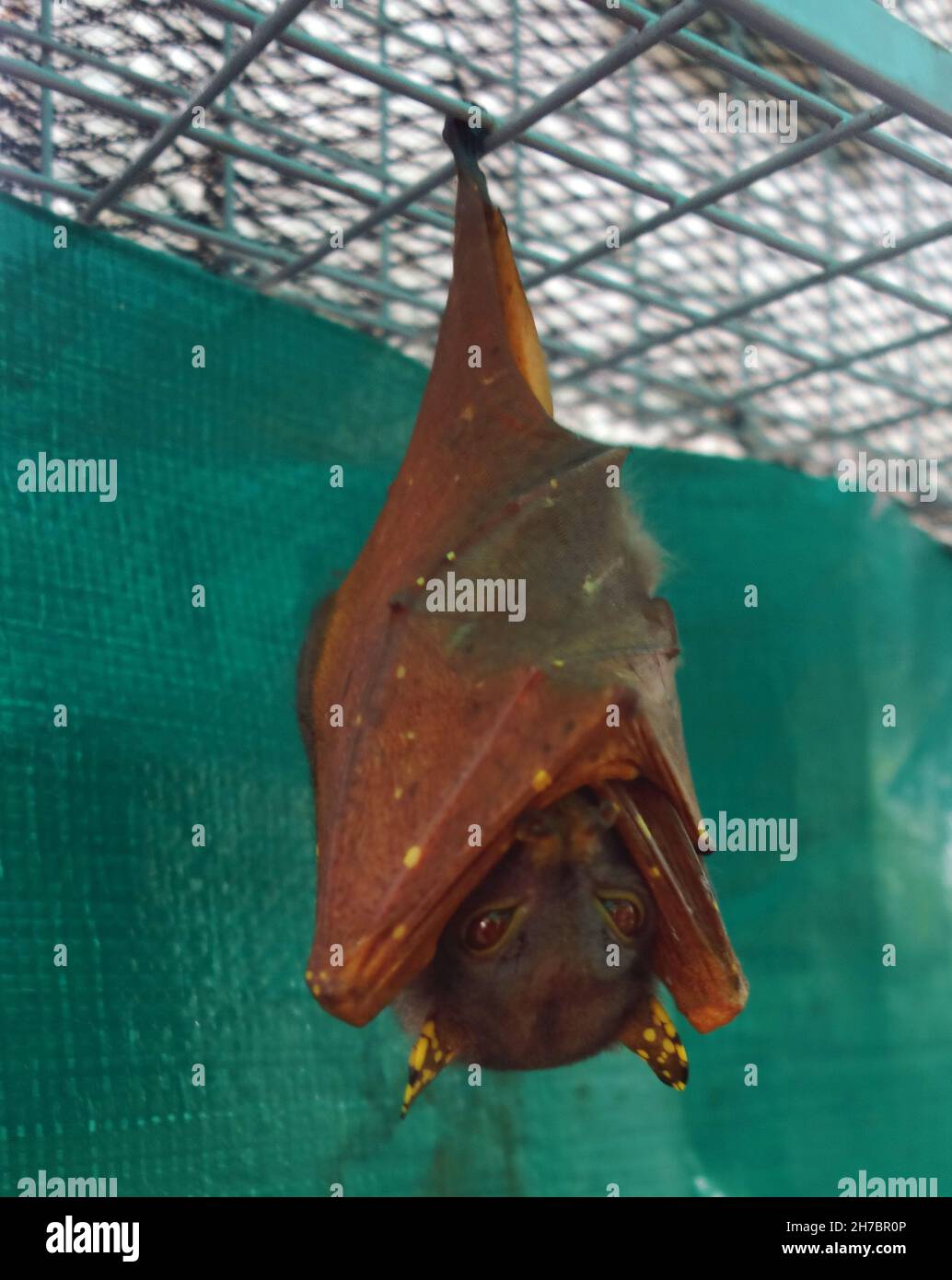 Female Tube-nosed bat (Nyctimene robinsoni) in care at Tolga Bat Hospital, Atherton Tablelands, near Cairns, Queensland, Australia Stock Photo