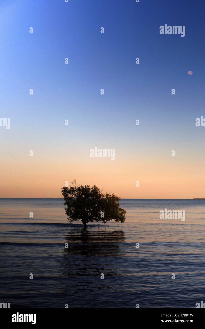 Mangrove at quiet dawn with moonset, Weipa, Gulf of Carpentaria, Queensland, Australia Stock Photo