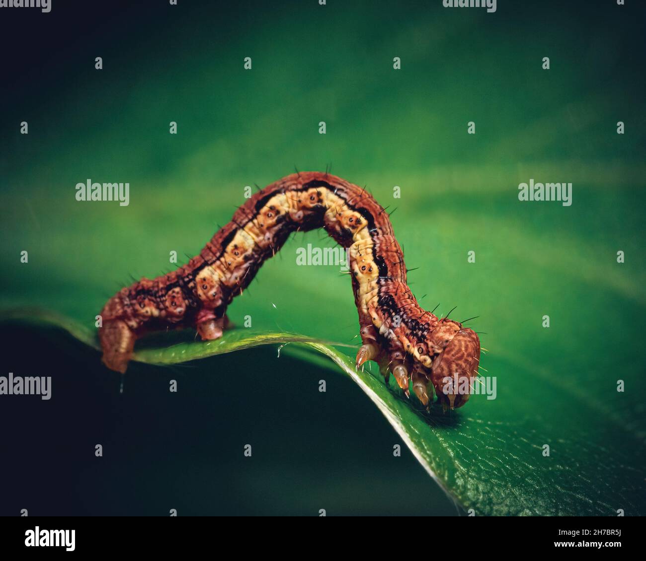 Little, beautiful caterpillar on a leaf in nature forest Stock Photo ...