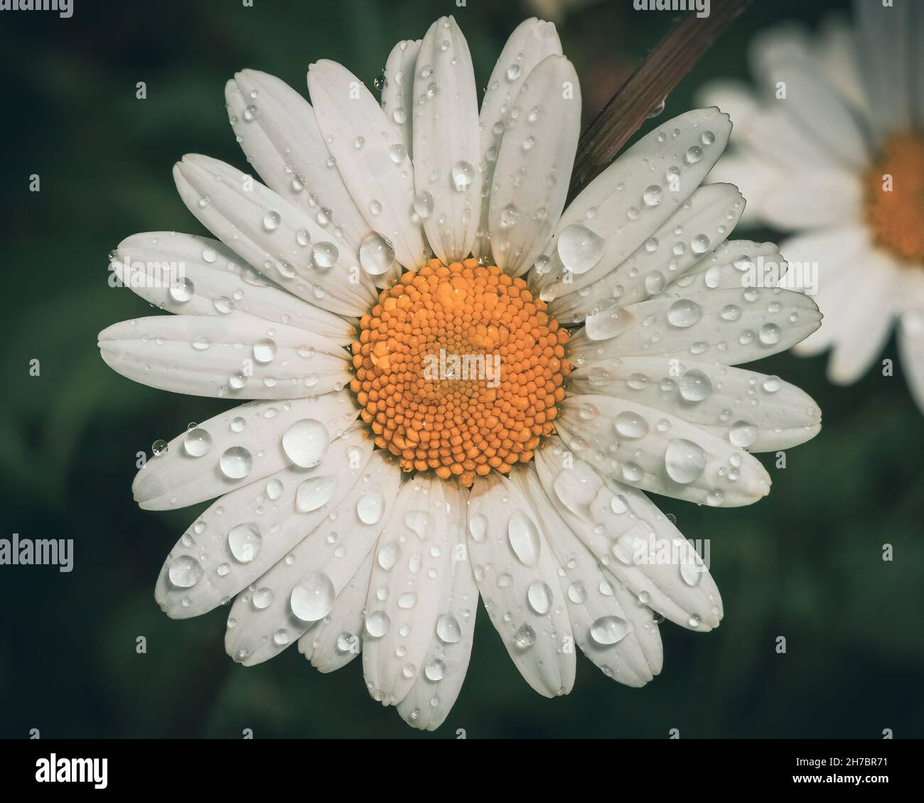 Beautiful water drops hires stock photography and images Alamy