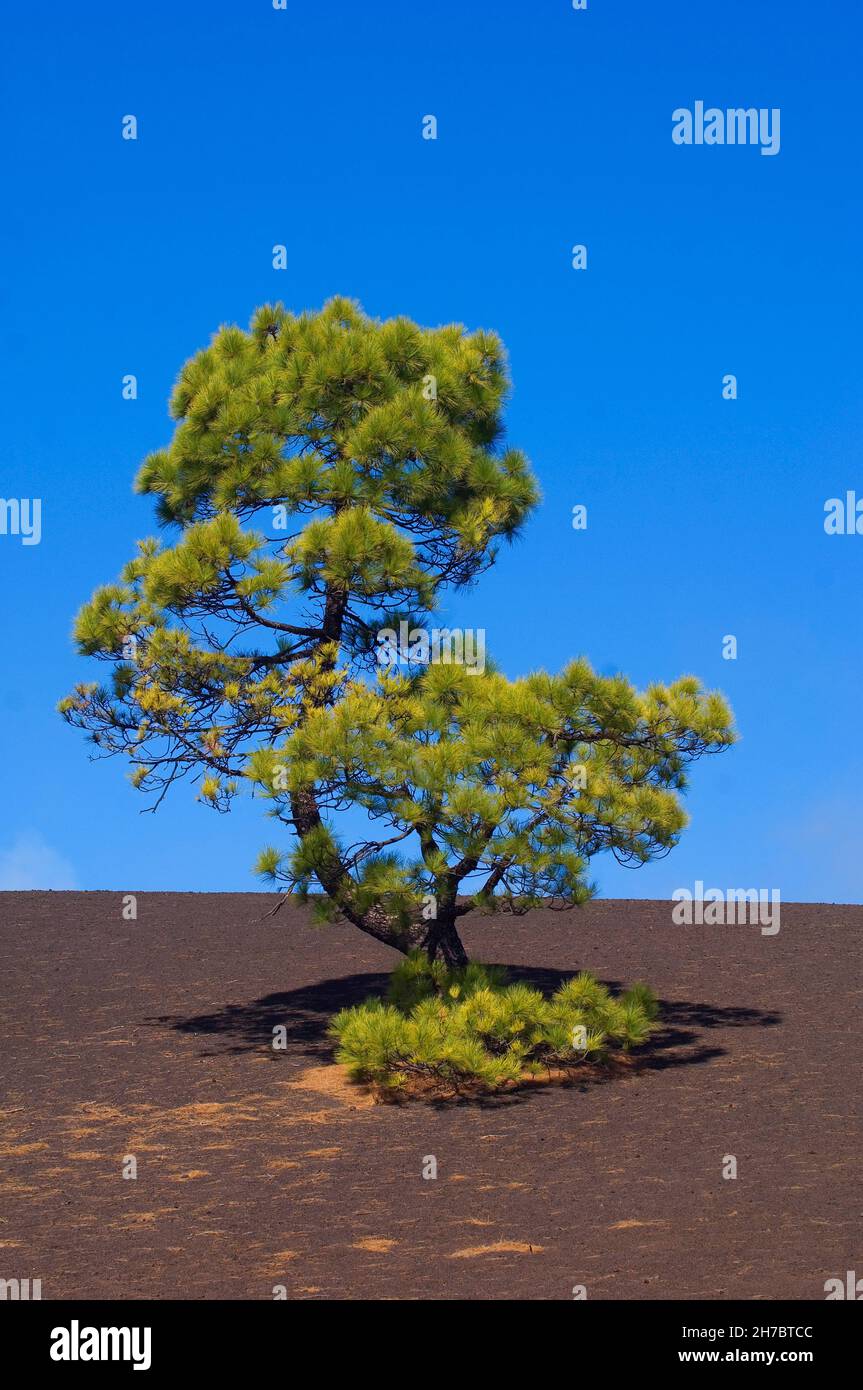 SPAIN, CANARY ISLANDS, TENERIFE,  THE DRY LANDSCAPE IN THE NATIONAL PARK OF TEIDE Stock Photo