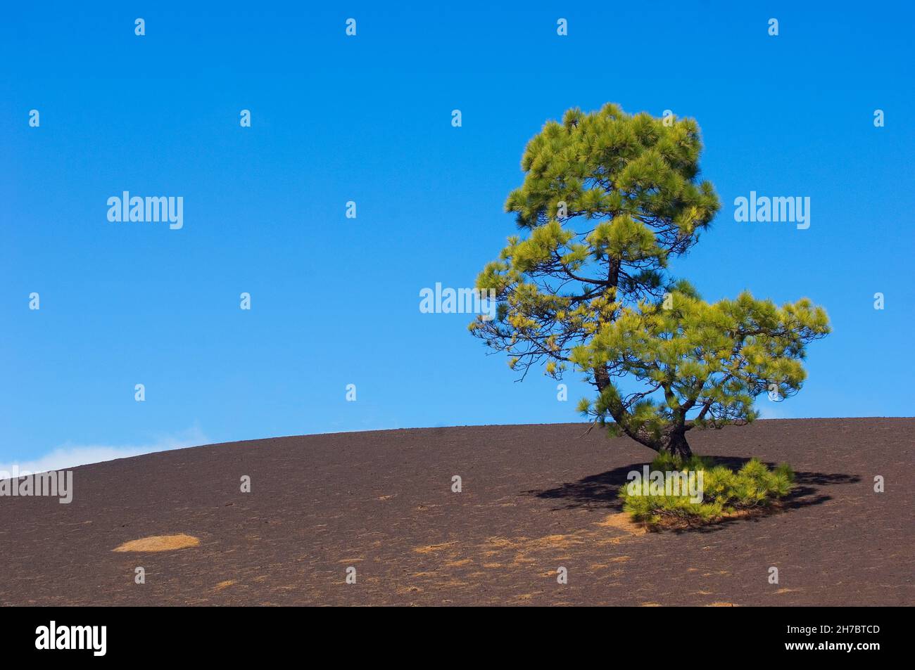SPAIN, CANARY ISLANDS, TENERIFE,  THE DRY LANDSCAPE IN THE NATIONAL PARK OF TEIDE Stock Photo