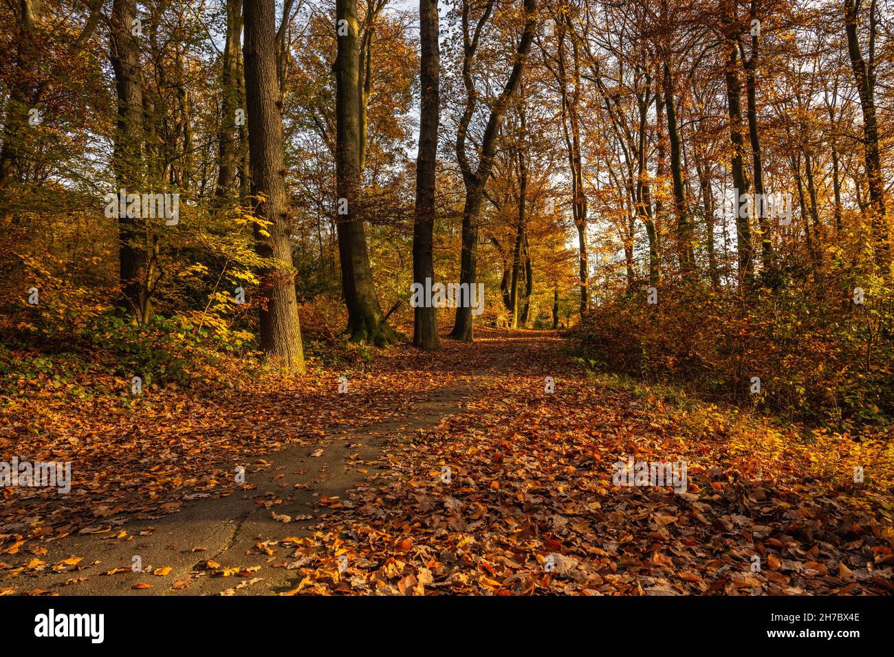 typical autumn scene in a forest in Mülheim an der Ruhr, district of Speldorf, Germany. Colors ranging from green, yellow to orange. The ground is cov Stock Photo