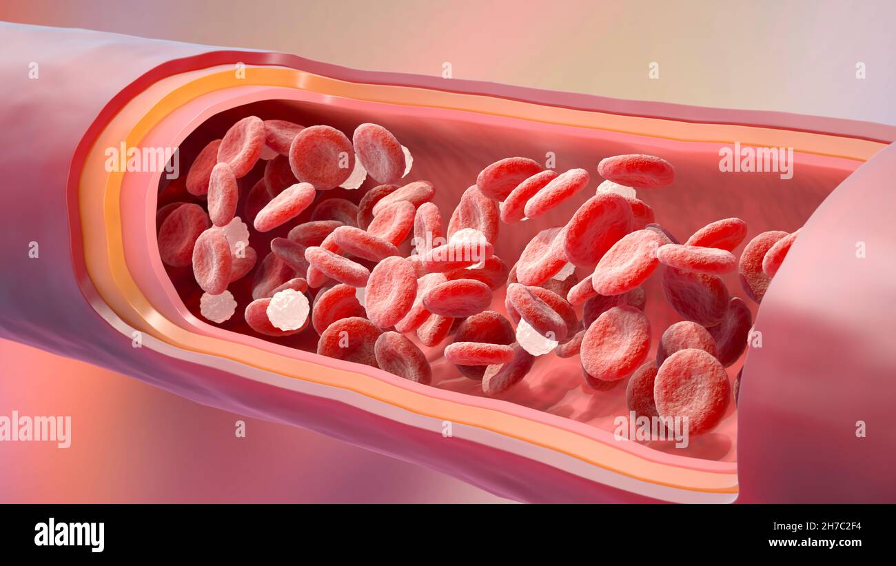 Red and white blood cells in the vein. 3D illustration Stock Photo