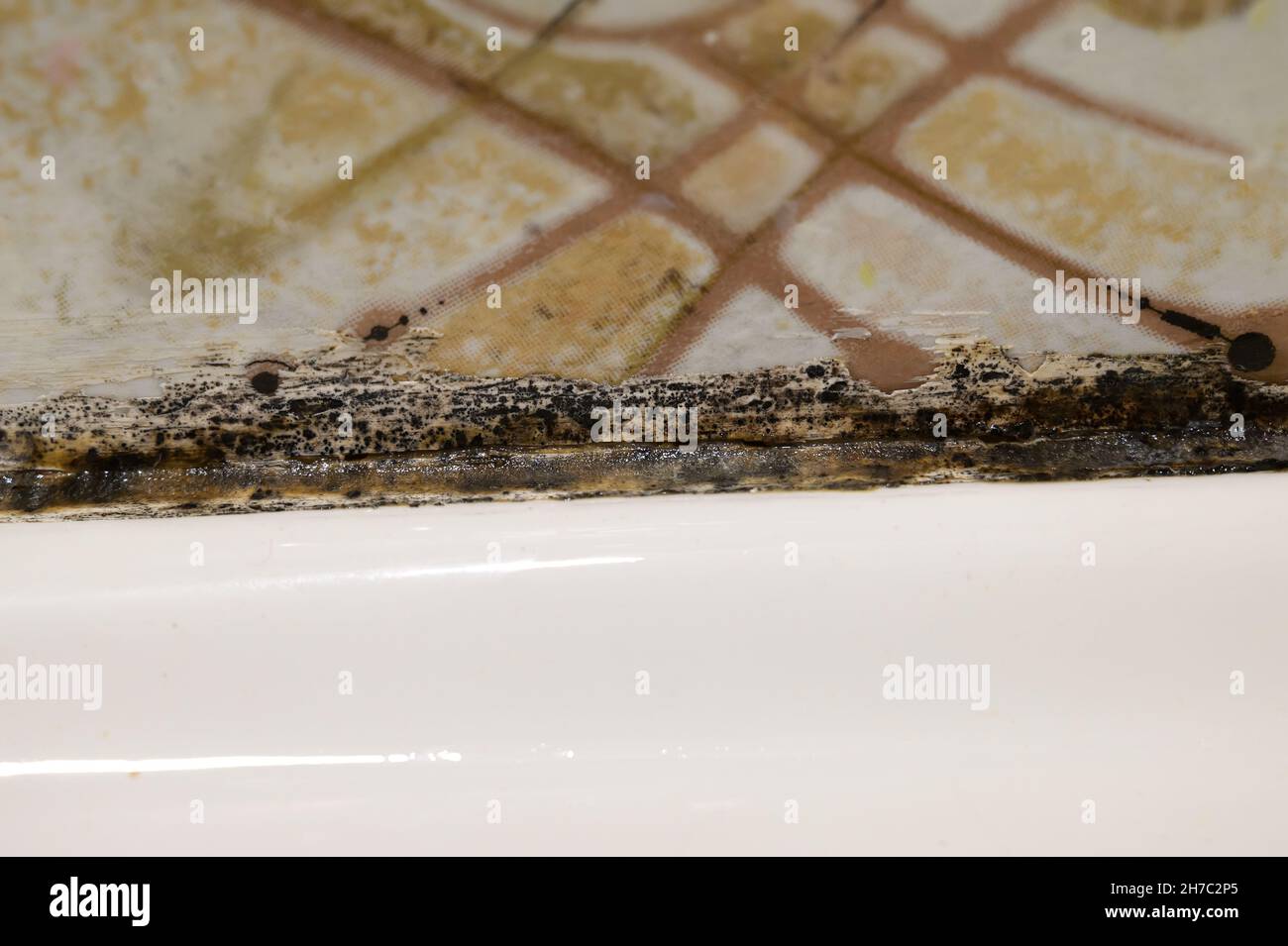 Fungus and mold in the bathroom Stock Photo Alamy