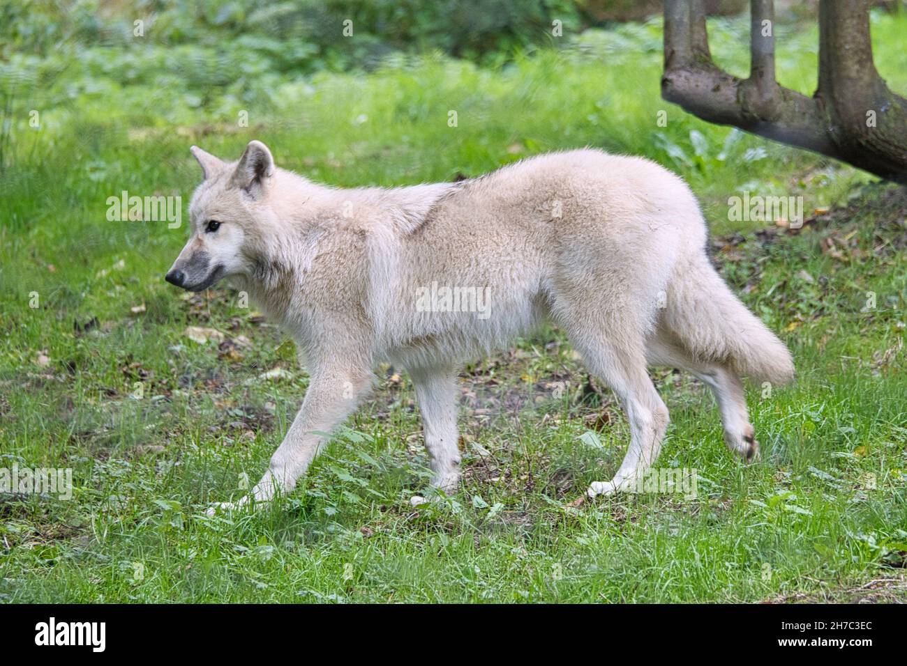 Young white wolf from the wolf park Werner Freund. The wolf park is located in Merzig in Saarland, here the predators can be observed. Stock Photo